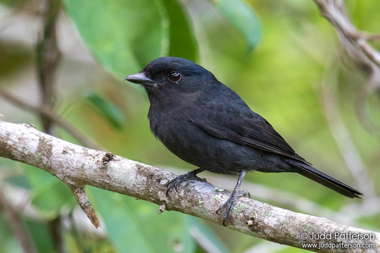 Jamaican Becard, Blue Mountains National Park, Jamaica